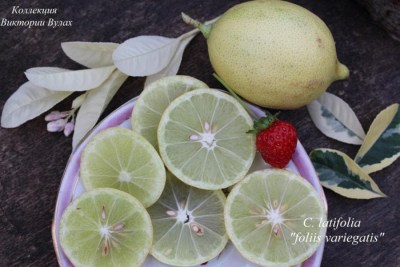C. latifolia foliis varie1 - 